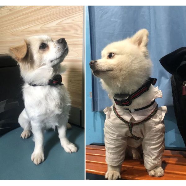 Ошийник антилай з електрошоком для маленьких і середніх собак DOBE DB 60, акумуляторний, інтелектуальний, зображення 7